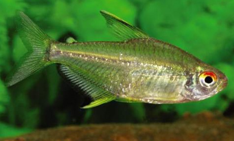 HYPHESSOBRYCON PULCHRIPINNIS